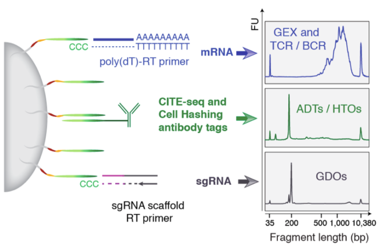 ECCITE-seq 概览